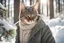 Placeholder: Cat in Wellensteyn coat, winter forest, pine trees, snowing, in sunshine