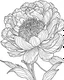 Placeholder: real massive peony flower coloring page