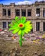 Placeholder: flower of peace blooming on damaged building in war torn city