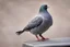 Placeholder: Pigeon