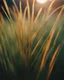 Placeholder: blades of grass in the style of film, light green and amber portraiture iconography, light orange and indigo, mamiya 7 ii, refractions of light