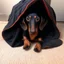 Placeholder: Make a disney style picture for my puppy with a blanket on her head. realistic disney setting, black and tan dachshund