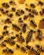 Placeholder: bees flutter over the hive, behind there is a honey yellow background and honeycombs