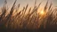 Placeholder: Reeds at sunset in the wind, backlight...