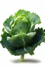 Placeholder: a type of herbaceous plants of the Cabbage genus of the Cabbage family or Cruciferous on a white background