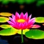 Placeholder: an image of lotus flower