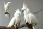 Placeholder: Two sulphur crested cockatoos are sitting on a branch and eat a peanut. Realistic. Soft colours.