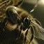 Placeholder: A hyperrealistic macro shot of bee on a spider web, intricate details, soft natural light, screen captured from 4K Blu-ray