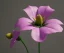 Placeholder: Flower 3d rendering