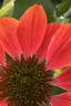 Placeholder: flower; Lowbrow Aestheticism