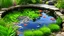 Placeholder: A detailed pond