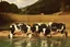 Placeholder: cows swimming in deep water by Caravaggio