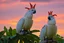 Placeholder: cockatoos, tropical paradise island, sunset