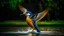 Placeholder: Kingfisher spreads its wings and flies on the water, whimsical photography Anatomically correct Body proportions are appropriate High quality High resolution