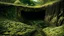 Placeholder: Jungle. Lake. Tunnel.