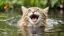 Placeholder: laughing cat in water with butterfly