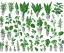 Placeholder: Vector plants and herb set illustration. Watercolor white backdrop