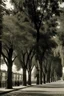 Placeholder: city trees old