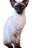 Placeholder: stunning 3D render illustration that brings a masterful painting to life, depicting a regal long. Slender. Sphynx-like, wedge headed, Siamese cat with large ears, dressed in exquisite vintage attire. Its stunning short, close fur, featuring a blend of tan and brown, accentuates with its dark brown colored facial mask with mesmerizing blue eyes. The cat wears a red jacket with gold buttons, a white ruffled collar, a red scarf, . The background transports us to a dimly lit tavern or bar setting,