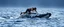 Placeholder: wrestling match on top of whale
