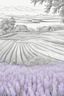 Placeholder: outline art of Lavender only black and white, no colour , White background. sketch style, clean line art, white background, no shadow and clear, no people, no colour