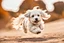 Placeholder: A high-speed action shot of a white Havanese puppy with brown ears, captured in mid-leap or play. The image is detailed and intricate, featuring swirling fractal patterns surrounding the puppy, enhancing the sense of motion and energy. In the background, there's a mesmerizing fractal landscape, with complex geometric shapes and vibrant colors. The landscape and the fractal patterns around the puppy blend seamlessly, creating a dynamic and visually captivating scene in space with chrome silver pl