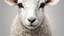 Placeholder: A lamb with 12 horns and 12 eyes. Symmetrical face, 12 horns stemming from head, ultra realistic, detailed