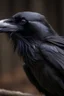 Placeholder: A raven