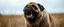 Placeholder: sauron pug lion panter