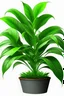 Placeholder: Plant Png for Website 4k