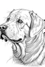 Placeholder: coloring image of Labrador Retriever white background