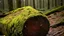 Placeholder: Detailed closeup of a moss covered log in a forest, realistic texture and lighting, with small insects crawling on it, captured by nature photographer Ansel Adams, trending on National Geographic.