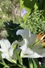 Placeholder: White lily in full bloom; Georgia O'Keefe