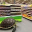 Placeholder: turtle and supermarket