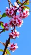 Placeholder: Cherty blossom against a beautiful blue sky