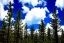 Placeholder: Clouds, flowers, pine trees