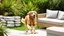 Placeholder: The golden retriever ran around the garden filled with white stones and tropical plants, while her owner arranged the cushions on the outdoor sofa.