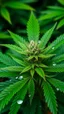 Placeholder: create a plant Marijuana and focus on a group of leaves, with big bud , they have some water drops but no too exagerated, make the photo nearer and the water frops bigger, the background is like in a jungle