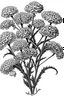 Placeholder: Achillea flower BLACK WITHE DRAWING