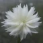 Placeholder: Strange furry white flower, floating