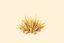 Placeholder: Isolated concept art of low poly stylized alien dry grass on a plain neutral background. Simple low-poly design with minimal details, suitable for 3D modeling. The grass should look slightly alien — with unusual blade shapes, subtle color variations, and dry, brittle texture. Colors range from dusty yellow, ochre, muted green, and pale orange, blending naturally with desert or rocky terrain. No background, no shadows, clear separation of each grass clump, consistent lighting.