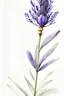 Placeholder: Watercolor painting of a lavender flower, white background, high quality, 8K