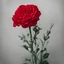 Placeholder: Red Carnation