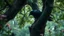 Placeholder: raven in a tree in the forest, day, flowers, 8k, high quality, trending art, trending on artstation, sharp focus, studio photo, intricate details, highly detailed, by greg rutkowski