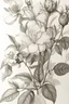 Placeholder: florituas drawing