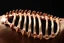 Placeholder: An animal's stiffened rib, huge