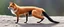 Placeholder: dog spider fox