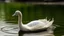 Placeholder: felt swan sailing on a water of origin and ash