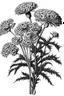 Placeholder: Achillea flower BLACK WITHE DRAWING