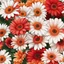 Placeholder: gerbera daisies on white background, illustration, seamlessly pattern